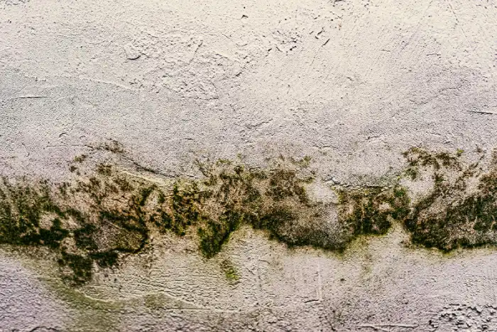 Persistent Dampness or Mold Growth